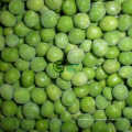 IQF Frozen New Crop Zhongwan 5 ervilhas verdes